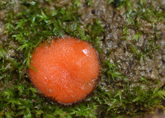 Scutellinia trechispora