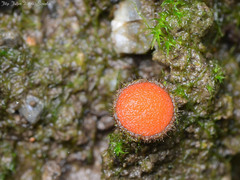 Scutellinia trechispora