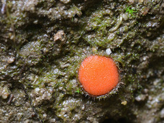 Scutellinia trechispora
