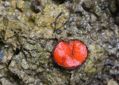 Scutellinia trechispora