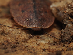 Opisthoplatia orientalis