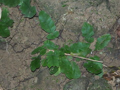 Tectaria zeilanica