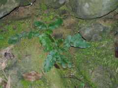 Tectaria zeilanica
