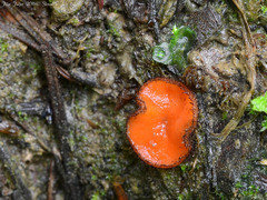 Scutellinia trechispora