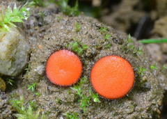 Scutellinia trechispora