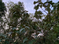 Mallotus tetracoccus