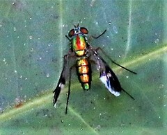 Chrysosoma vittatum
