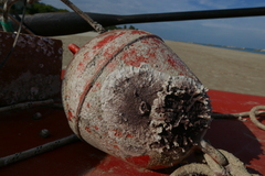 Schizoporella errata