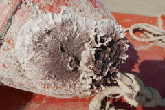 Schizoporella errata