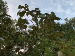 Mallotus tetracoccus