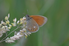 Coenonympha glycerion