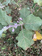 Solanum violaceum