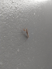 Thespidae