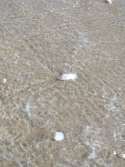 Amarilladesma mactroides