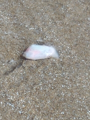 Amarilladesma mactroides