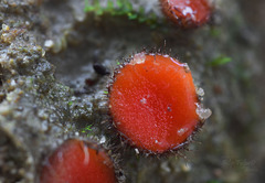 Scutellinia trechispora