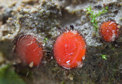 Scutellinia trechispora