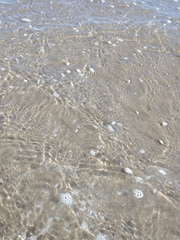 Amarilladesma mactroides