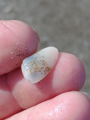 Amarilladesma mactroides