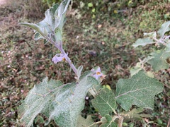 Solanum violaceum