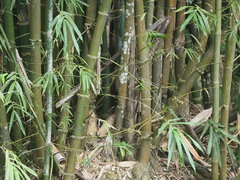 Bambusa