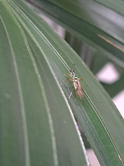 Raphiocera