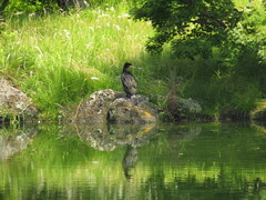 Phalacrocorax carbo hanedae