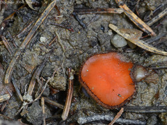Scutellinia trechispora