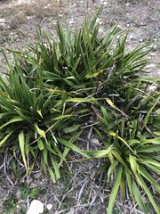 Yucca rupicola