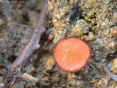 Scutellinia trechispora