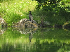 Phalacrocorax carbo hanedae