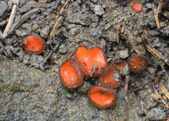 Scutellinia trechispora