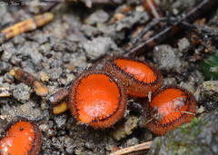Scutellinia trechispora