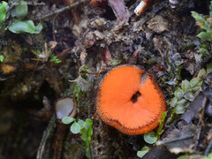 Scutellinia trechispora
