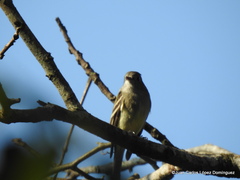 Empidonax hammondii