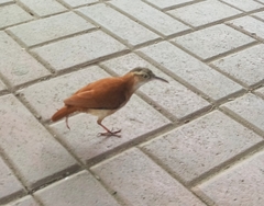 Furnarius leucopus cinnamomeus