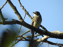 Empidonax hammondii