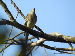 Empidonax hammondii