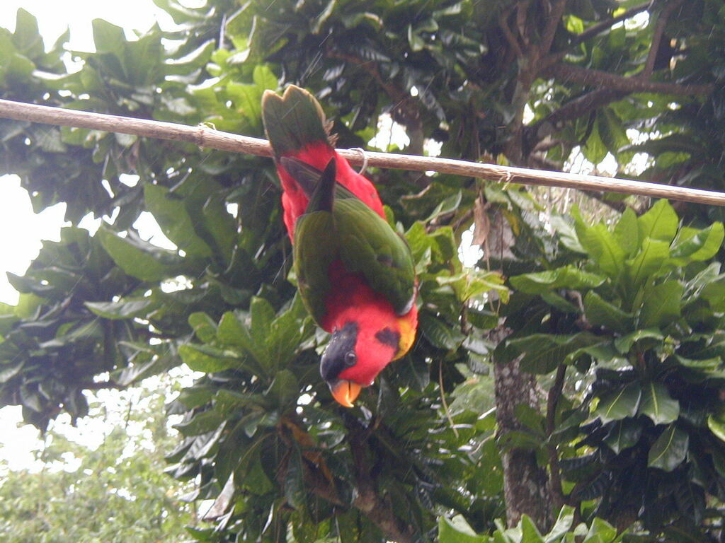 Yellow-Bibbed Lory