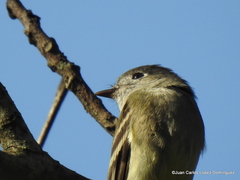 Empidonax hammondii