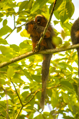 Plecturocebus discolor