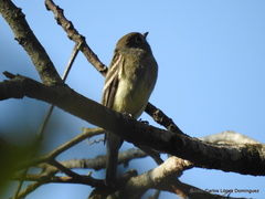 Empidonax hammondii