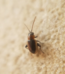 Longitarsus dorsalis