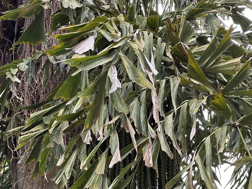 Caryota urens image