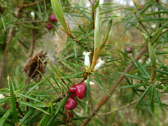 Cyathodes glauca