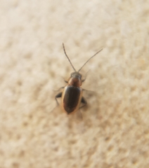 Longitarsus dorsalis