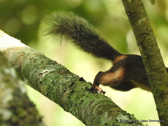 Sciurus deppei