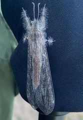 Acanthaclisini