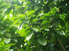 Sterculia monosperma