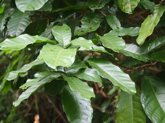 Sterculia monosperma